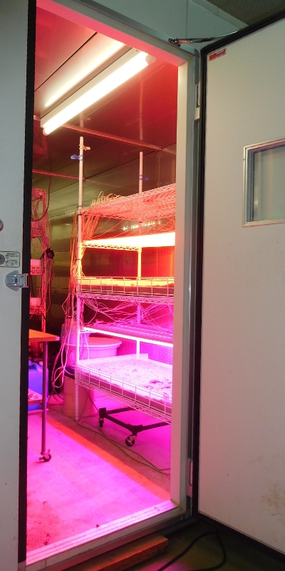 �O���[�X�`�����o