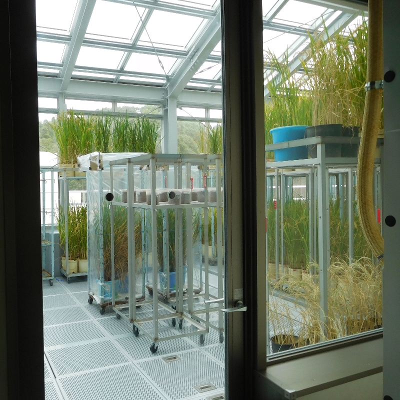 �t�@�C�g�g�����E�K���X��